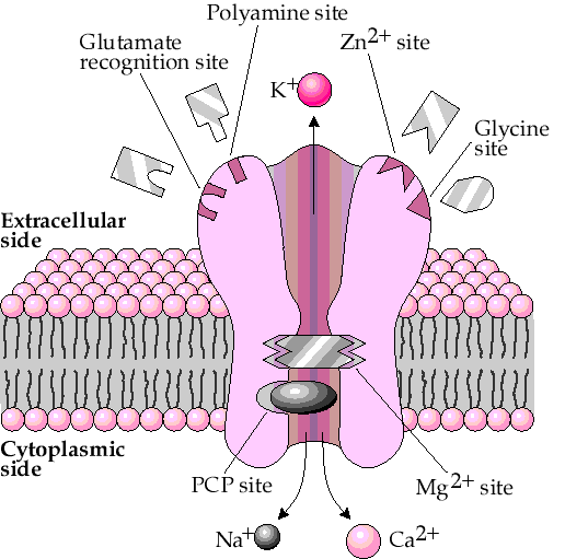 nmda_receptor.gif