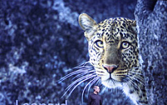 Apple представила "Leopard"