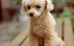 Qualys: POODLE можно эксплуатировать для атак по TLS