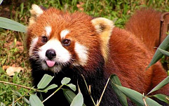 В Firefox 50 исправлены 2 критические уязвимости