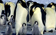 Linux Foundation: Кто разрабатывает Linux ядро