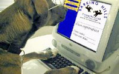 Из-за собаки интернет-магазин потерял важные данные