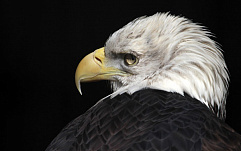 Группировка Blind Eagle крадет коммерческие тайны под видом киберполиции Колумбии