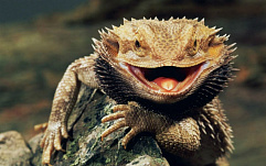 Lizard Squad атаковала игровые серверы Blizzard