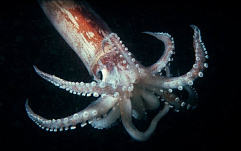 Тысячи необновленных серверов Squid уязвимы к DoS-атакам
