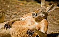 Вымогательское ПО Kangaroo блокирует доступ в Windows